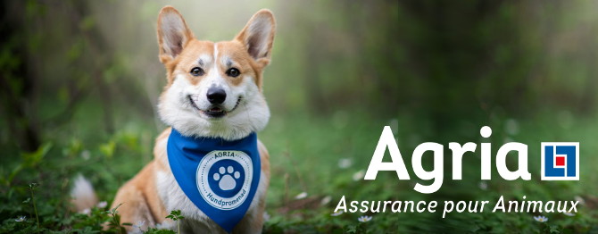 protégez votre compagnon à quatre pattes avec notre assurance animaux. bénéficiez d'une couverture adaptée pour les frais vétérinaires, les urgences, et la santé de votre animal. choisissez la tranquillité d'esprit et offrez à votre fidèle ami la protection qu'il mérite.